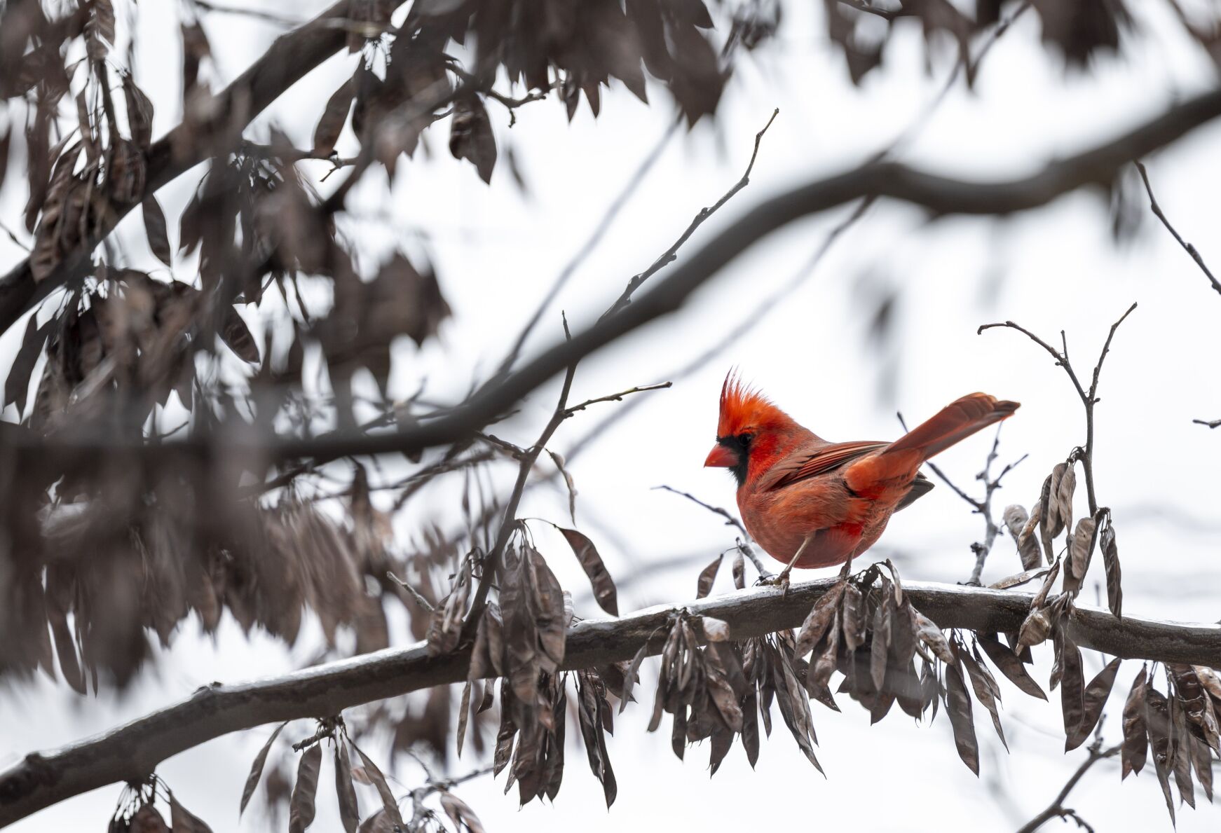 Icy conditions in St. Louis